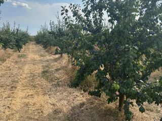 Vendo 150 toneladas de ciruelas de la variedad Stanley.