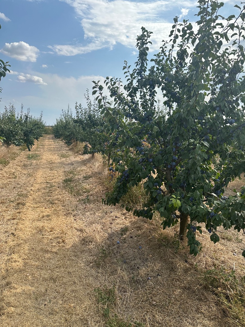 Vendo 150 toneladas de ciruelas de la variedad Stanley