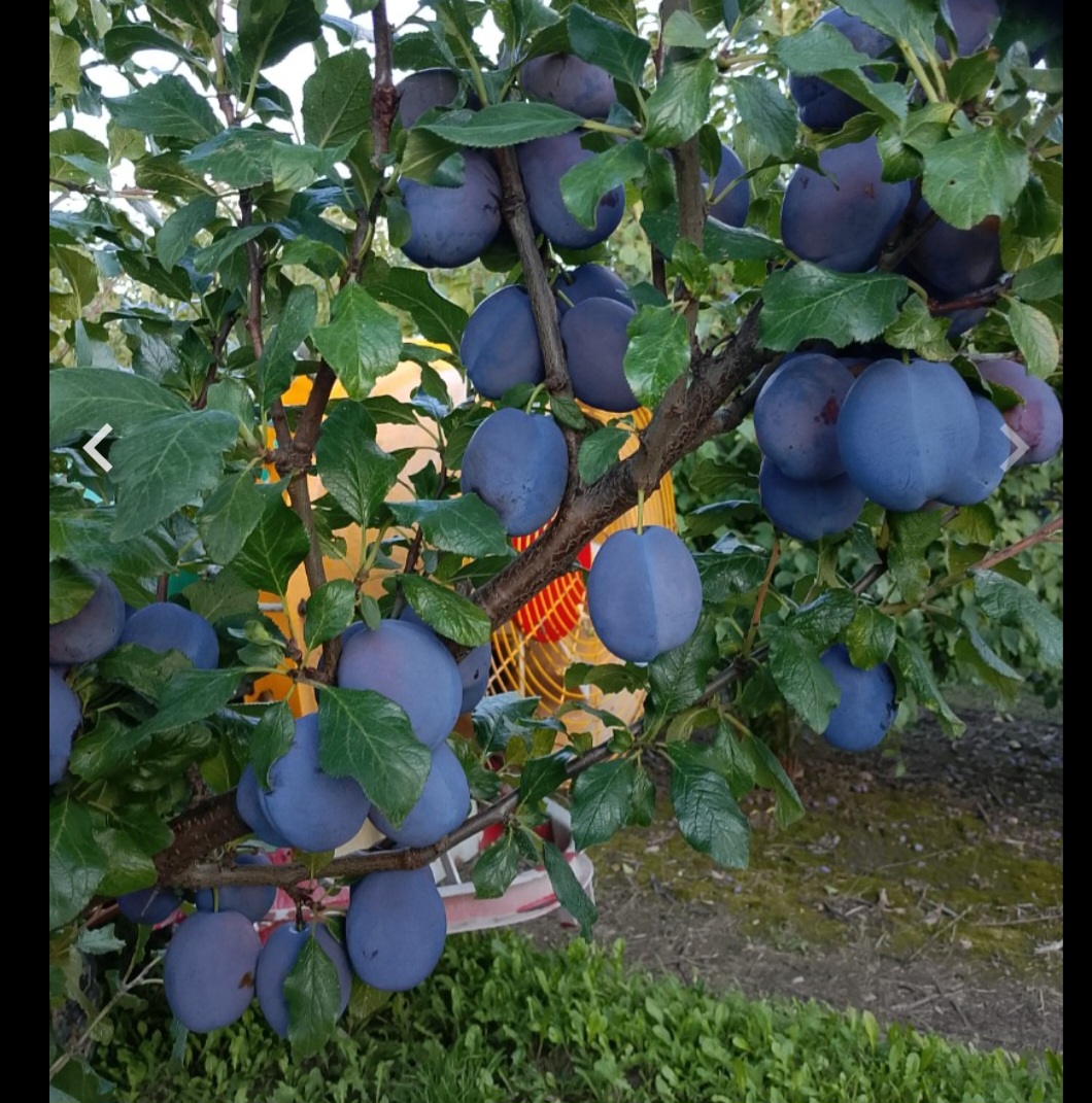 Venderé ciruelas hagante