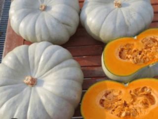 Vendemos diversas variedades de calabaza con nuez moscada. Muscat