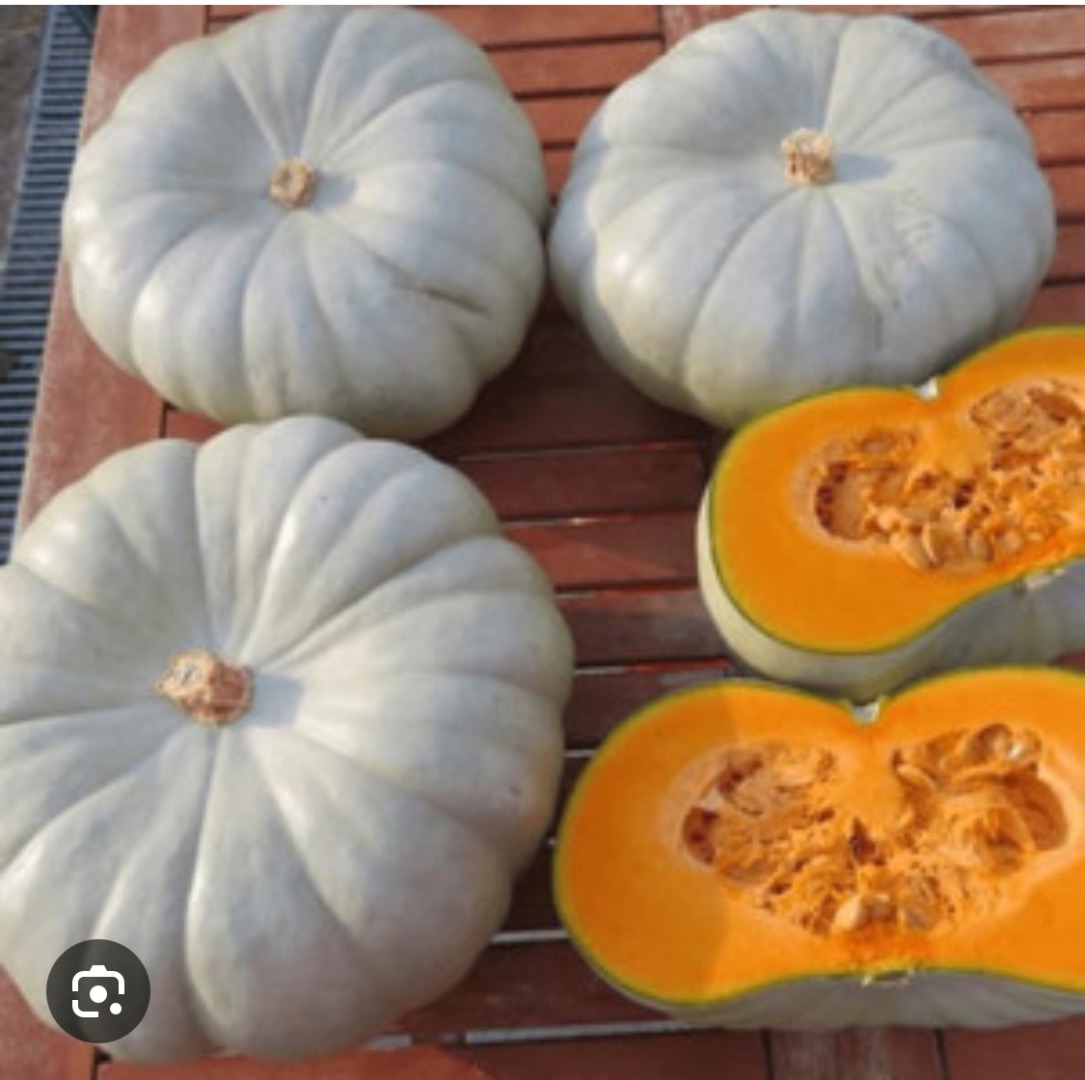 Vendemos diversas variedades de calabaza con nuez moscada