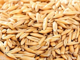 Cosecha 2026 de avena orgánica. Actualmente disponible en sacos
