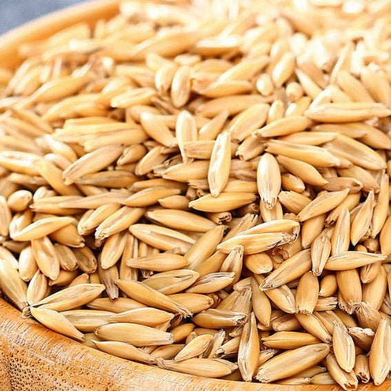 Cosecha 2026 de avena orgánica