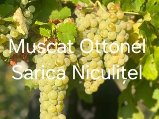 Uvas a la venta procedentes del viñedo Sarica Niculițel.