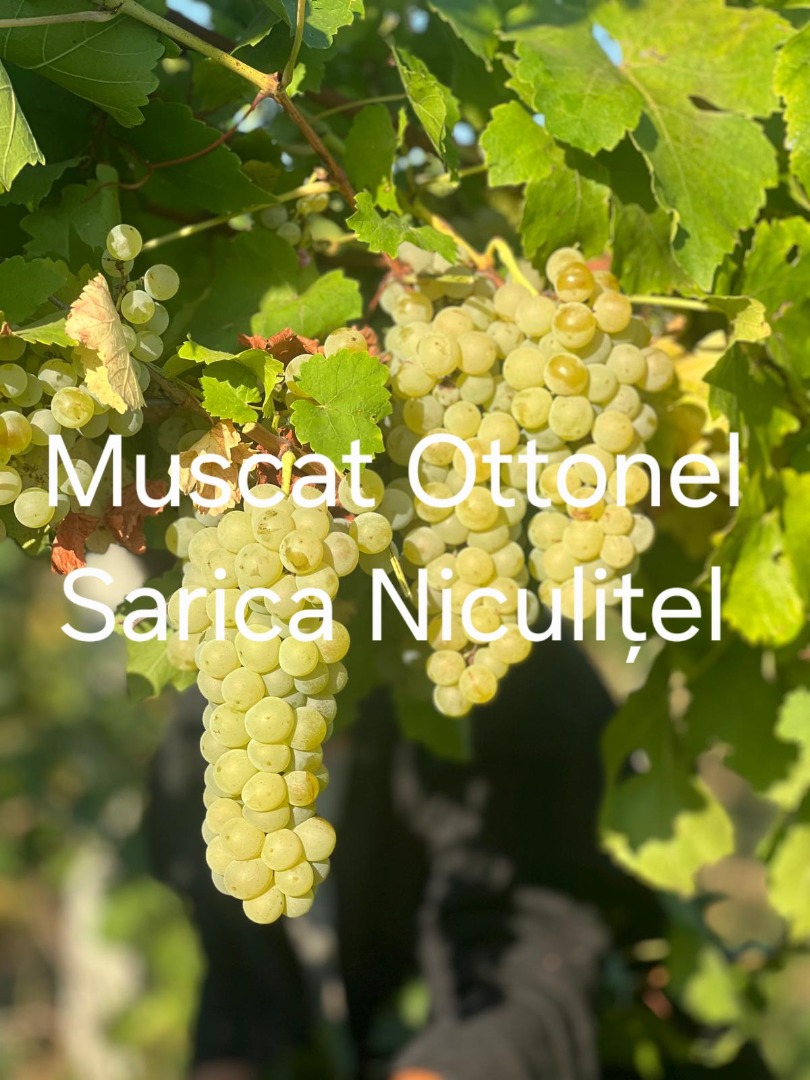 Uvas a la venta procedentes del viñedo Sarica Niculițel