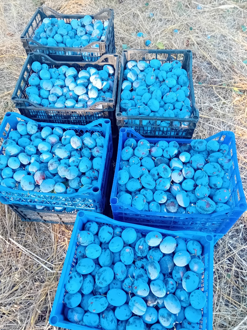 Ciruelas pasas de la variedad "Stanley", cultivadas mediante métodos ecológicos
