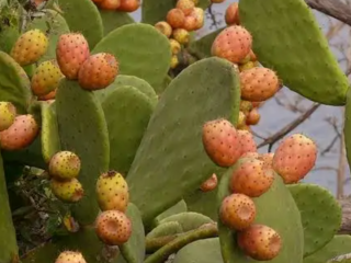 Higos chumbos sin espinas en cestas de 1 kg.