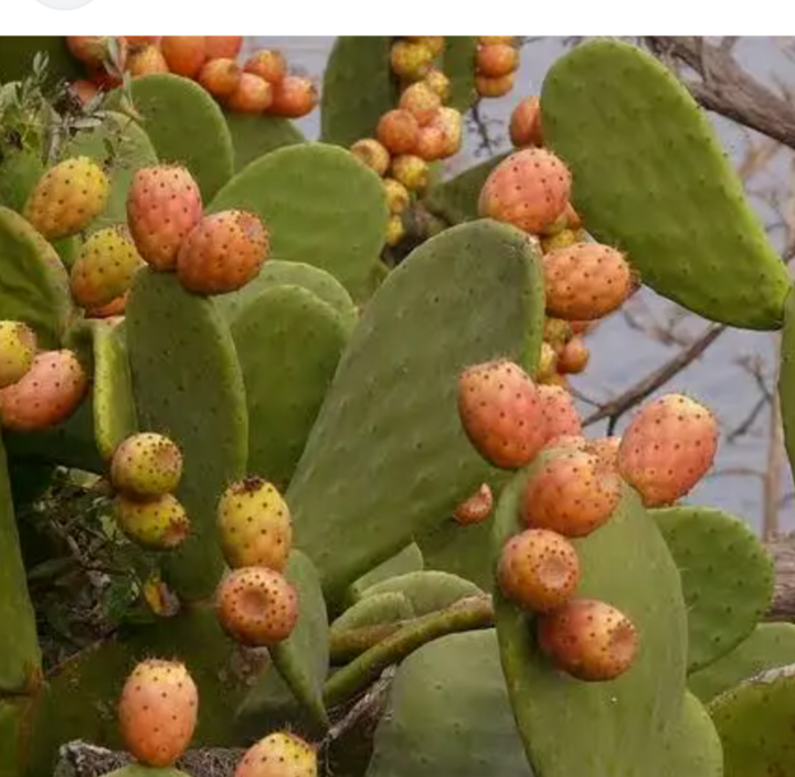 Higos chumbos sin espinas en cestas de 1 kg