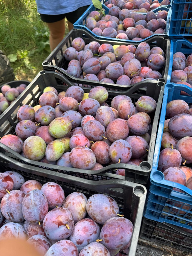 CIRUELAS PRESIDENT – 20–30 TONELADAS – RUMANIA Ciruelas President frescas, tamaño extragrande (80–100 g), azul oscuro/morado, pulpa firme, hueso suelto