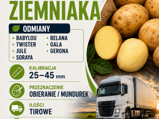 Compraré patatas de entre 25 y 45 mm. Variedades: