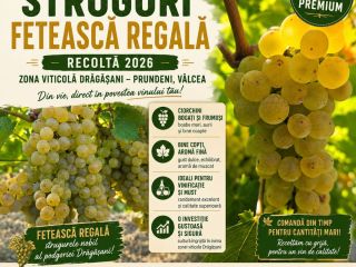 ¡Es tiempo de cosecha! Vendemos uvas Fetească Regală de