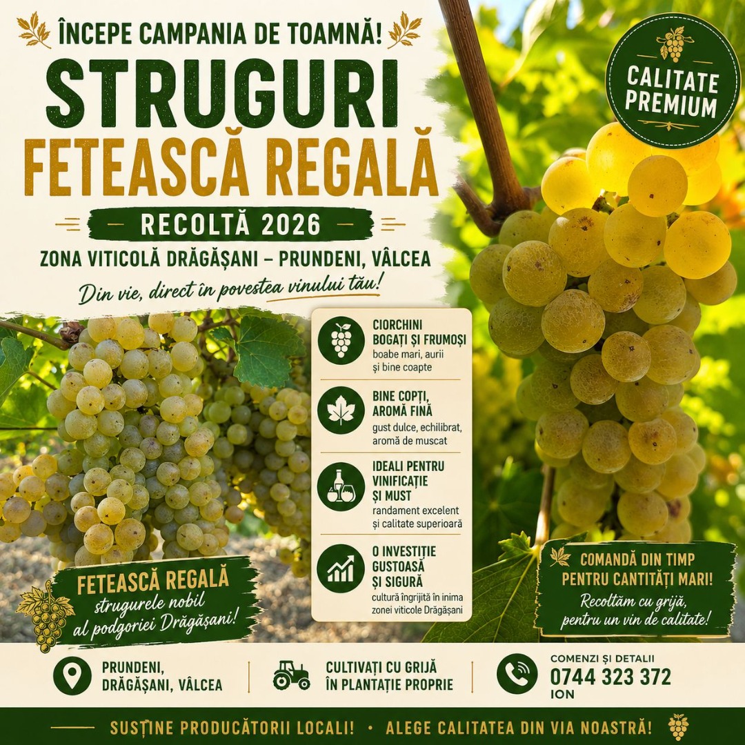 ¡Es tiempo de cosecha! Vendemos uvas Fetească Regală de nuestro viñedo en Prundeni, en la zona vitivinícola de Drăgășani