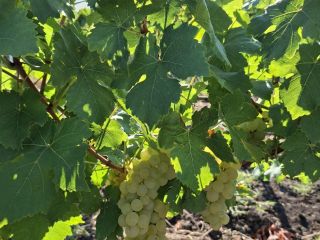 Vendo uvas de la variedad Moscatel Ottonel, plantación del