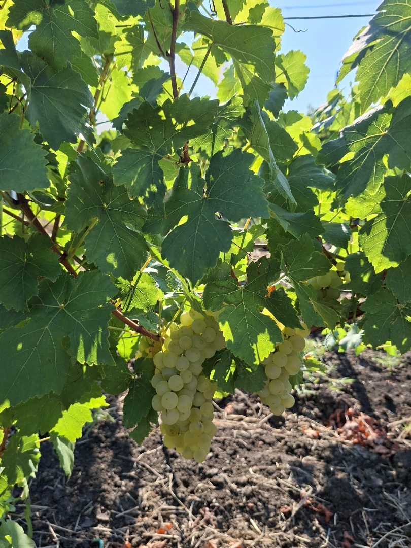 Vendo uvas de la variedad Moscatel Ottonel, plantación del año 6, con certificado DOC, directamente del propietario, sin transporte, Potgoria Odobesti