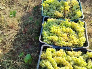 Uvas para vino y uvas de mesa, directamente del