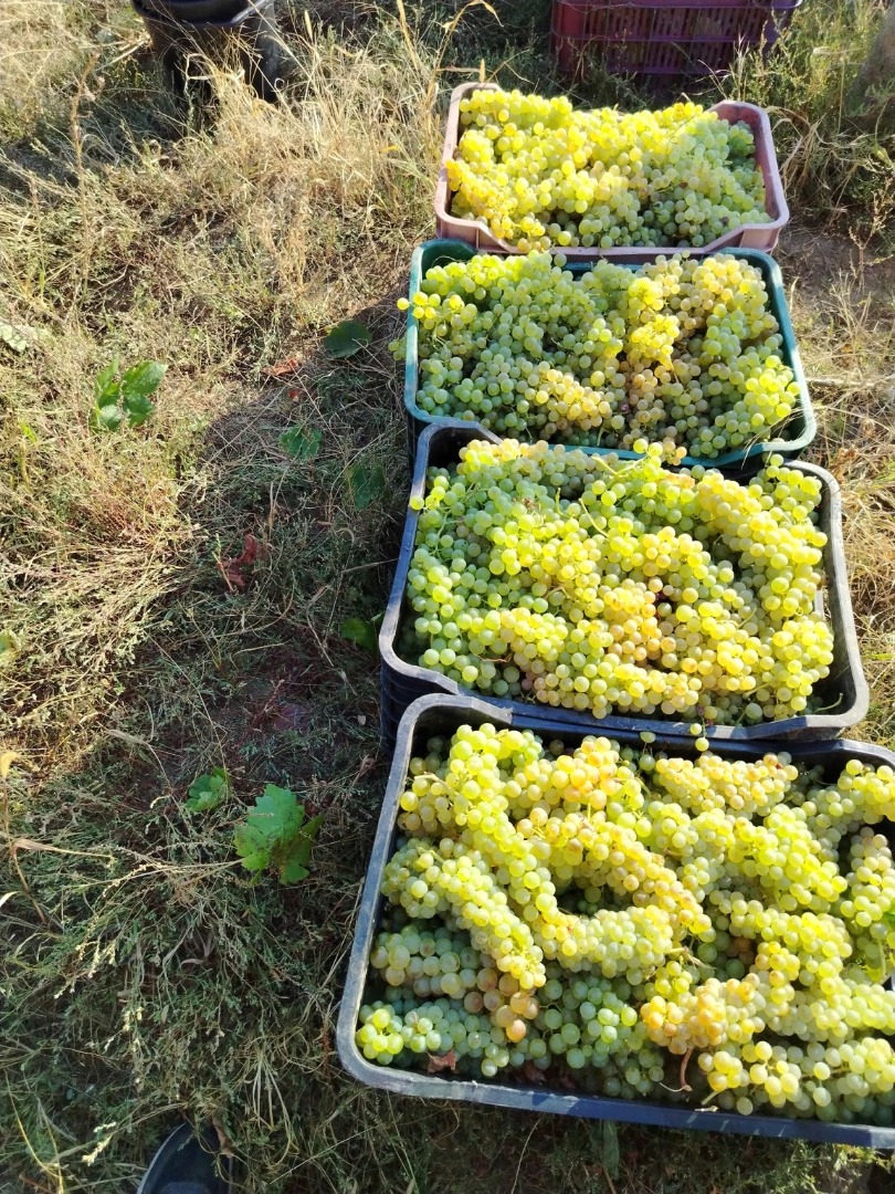 Uvas para vino y uvas de mesa, directamente del productor