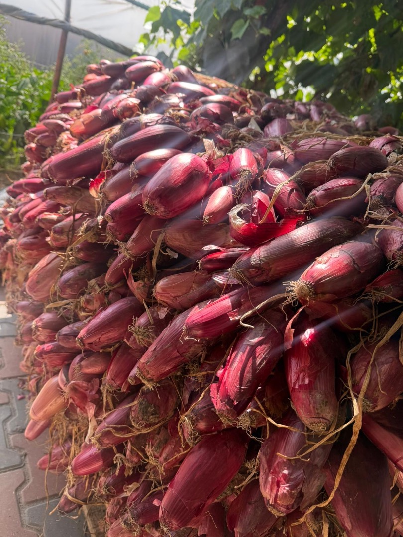 Cebolla roja de agua +[teléfono] Precio negociable según la cantidad