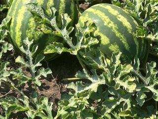 Vendo sandías de la variedad Crimson, de maduración tardía.