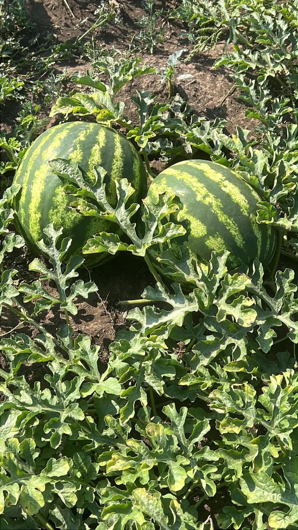 Vendo sandías de la variedad Crimson, de maduración tardía