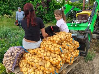 Vendo papas Denar, Vineta y Lily. Precio a convenir.