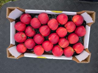 Vendemos manzanas Gala Golden Pinova Jonaprince Jonagored Idared Najdared