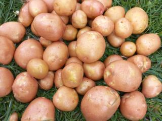 Tengo papas orgánicas certificadas de las variedades Queen Anne,