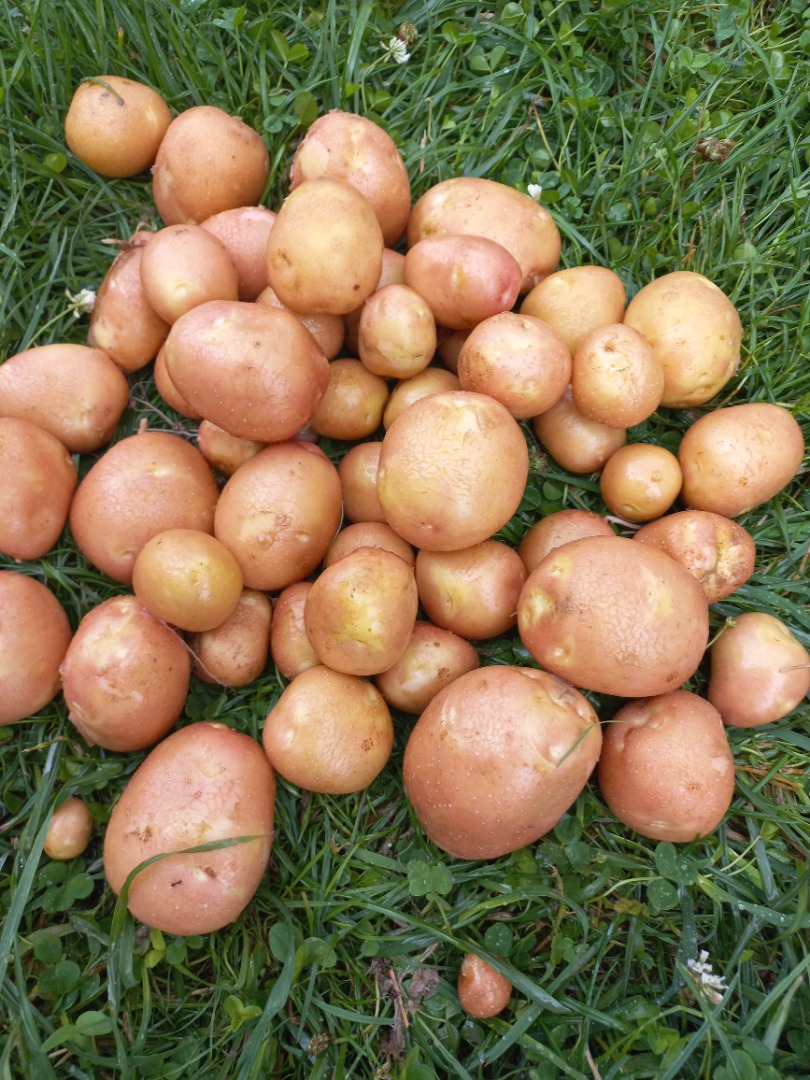Tengo papas orgánicas certificadas de las variedades Queen Anne, Ricarda, Jurek y Bellarosa