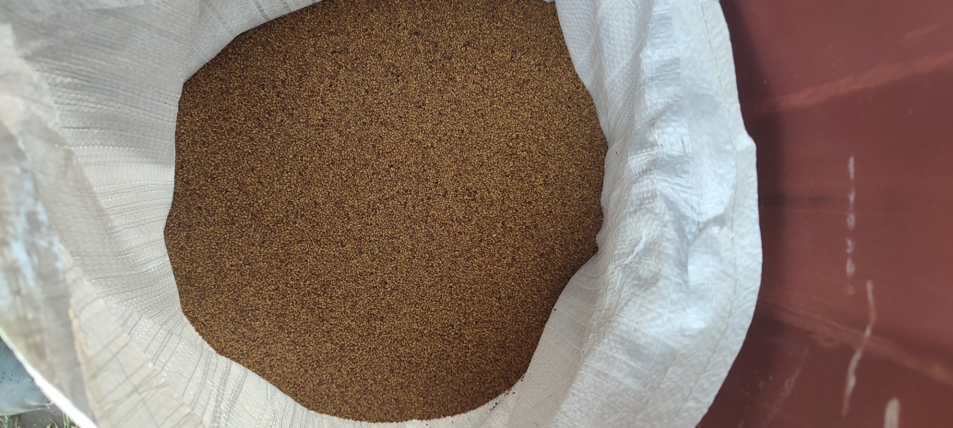 Ofrecemos semillas de alfalfa griega de alta calidad directamente de un productor agrícola profesional en Grecia