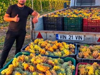 VENDO UVAS PARA LA ELABORACIÓN DE VINO – DIRECTAMENTE