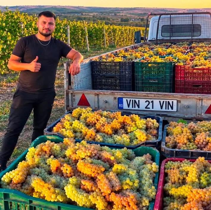 VENDO UVAS PARA LA ELABORACIÓN DE VINO – DIRECTAMENTE DEL PRODUCTOR Vendo uvas para la elaboración de vino, directamente de mi propia producción