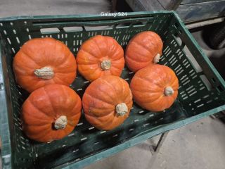 Vendo calabazas comestibles, Hokkaido Amoro. Cantidad por toneladas. Precio