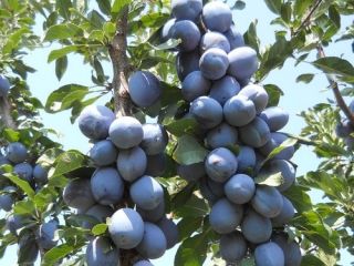 Vendo ciruelas pasas a 0,2 céntimos de euro para