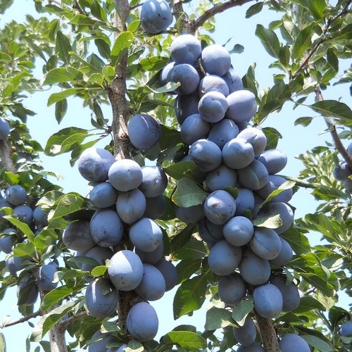 Vendo ciruelas pasas a 0,2 céntimos de euro para quienes deseen recogerlas personalmente en la región de Pazardzhik