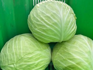 Venderé repollo para cortar y ensaladas de la variedad