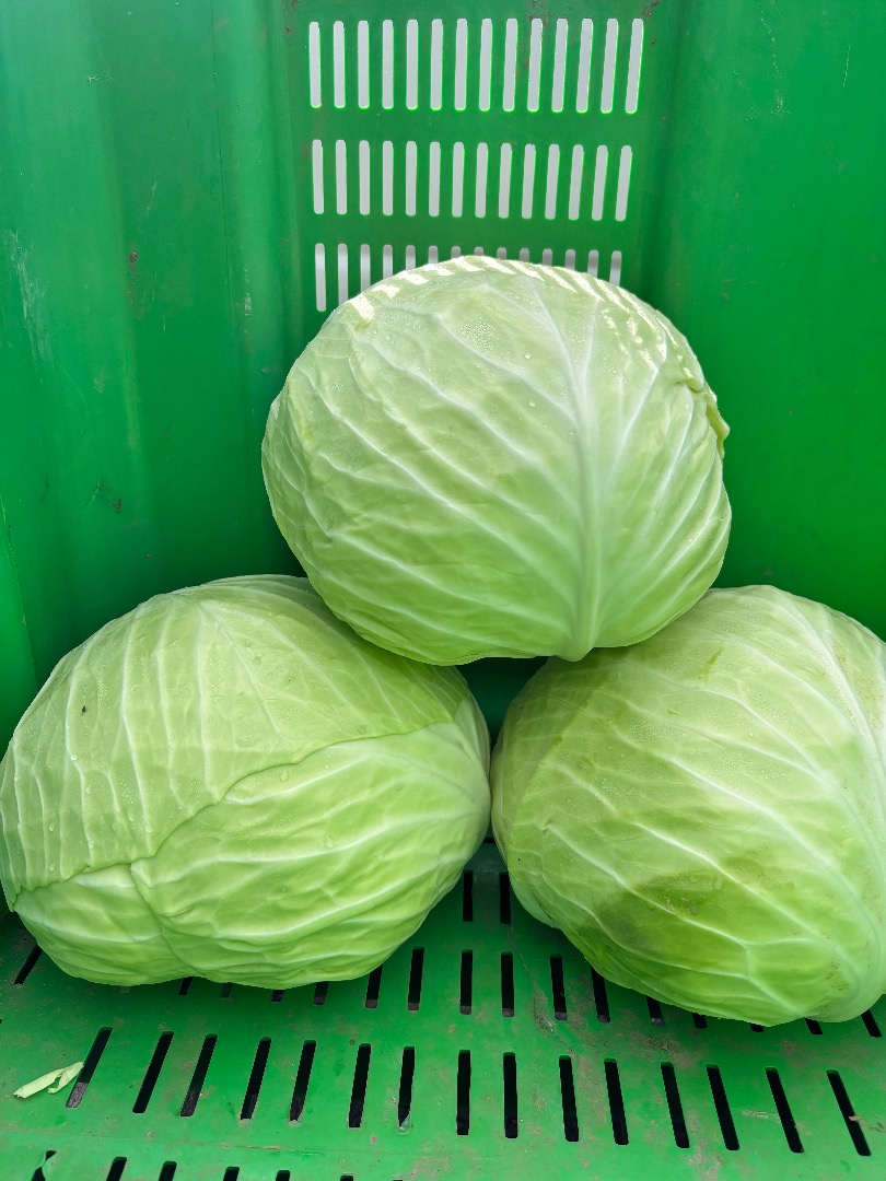 Venderé repollo para cortar y ensaladas de la variedad Novotn