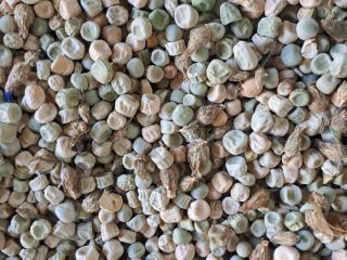 Tengo a la venta unas 12 toneladas de guisantes