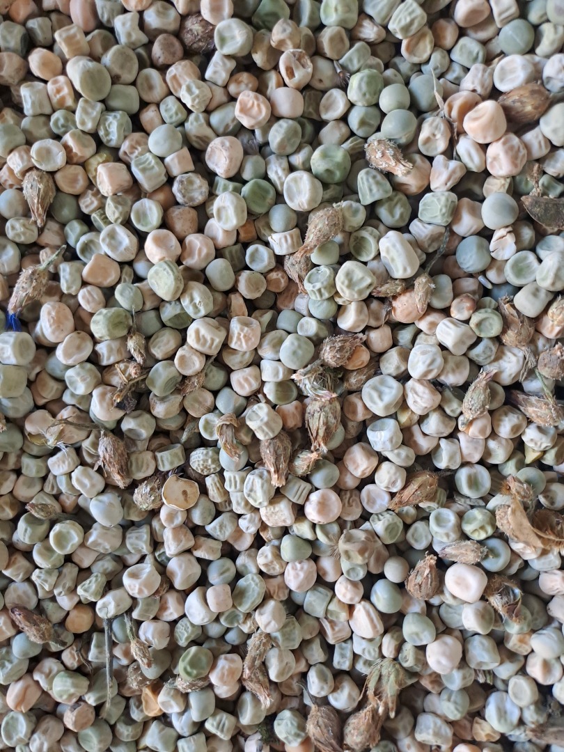 Tengo a la venta unas 12 toneladas de guisantes Kelvedon's Miracle de este año