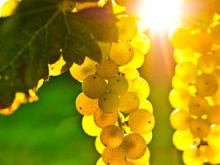 Vendo uvas de las variedades Pamid, Cabernet Sauvignon, Muscat