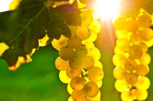 Vendo uvas de las variedades Pamid, Cabernet Sauvignon, Muscat Ottonel y Rkatsiteli