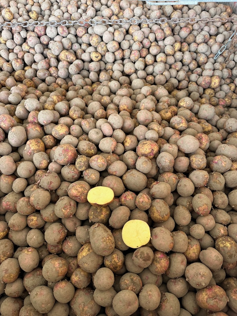 Ofrecemos patatas Fontane polacas para patatas fritas