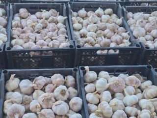 Venta de ajo: Ofrezco ajo de alta calidad, limpio