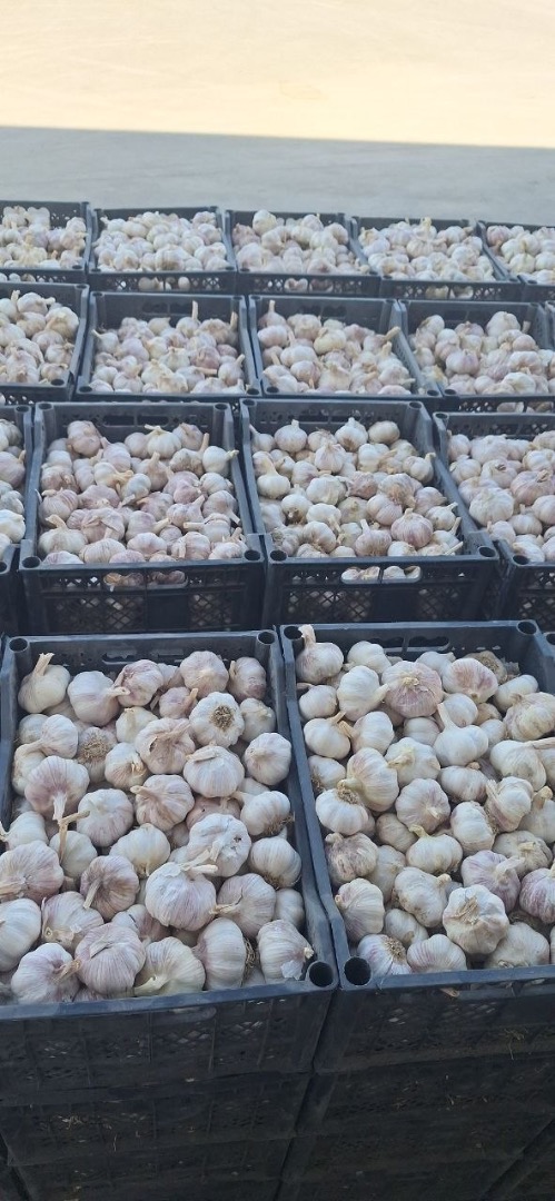 Venta de ajo: Ofrezco ajo de alta calidad, limpio y cuidadosamente preparado