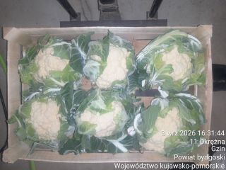 Ofrecemos coliflores envasadas en cajas de 6 u 8