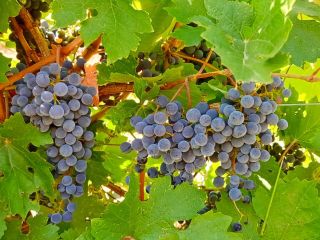 Se venden uvas Cabernet Sauvignon y Merlot cultivadas en