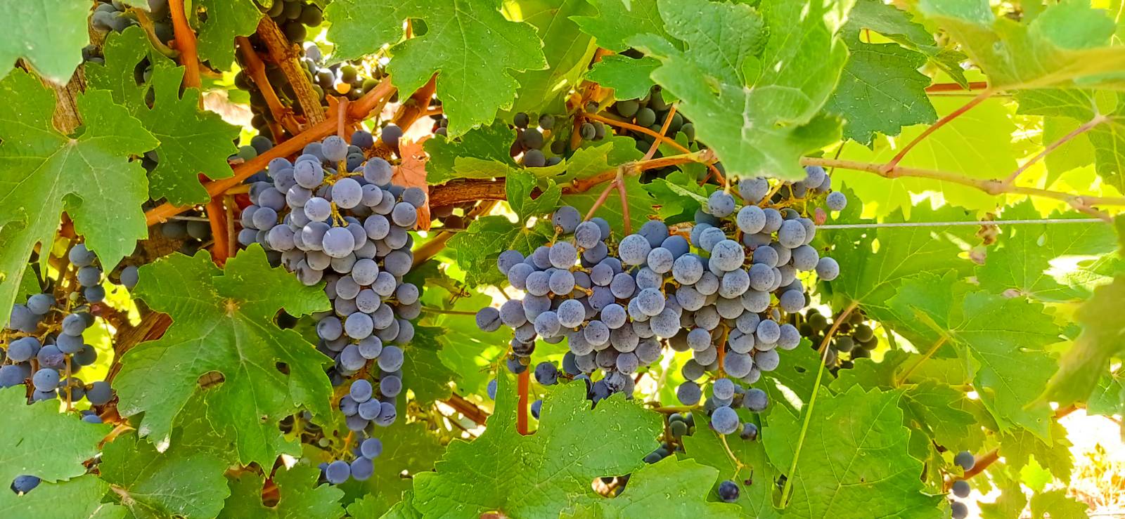 Se venden uvas Cabernet Sauvignon y Merlot cultivadas en la región vinícola de Szekszárd