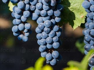 Productor. Vendo uvas de las variedades de vino Pamid