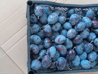 BG BIO ciruelas Stanley, rekolta 2026, ~30 t. Bez