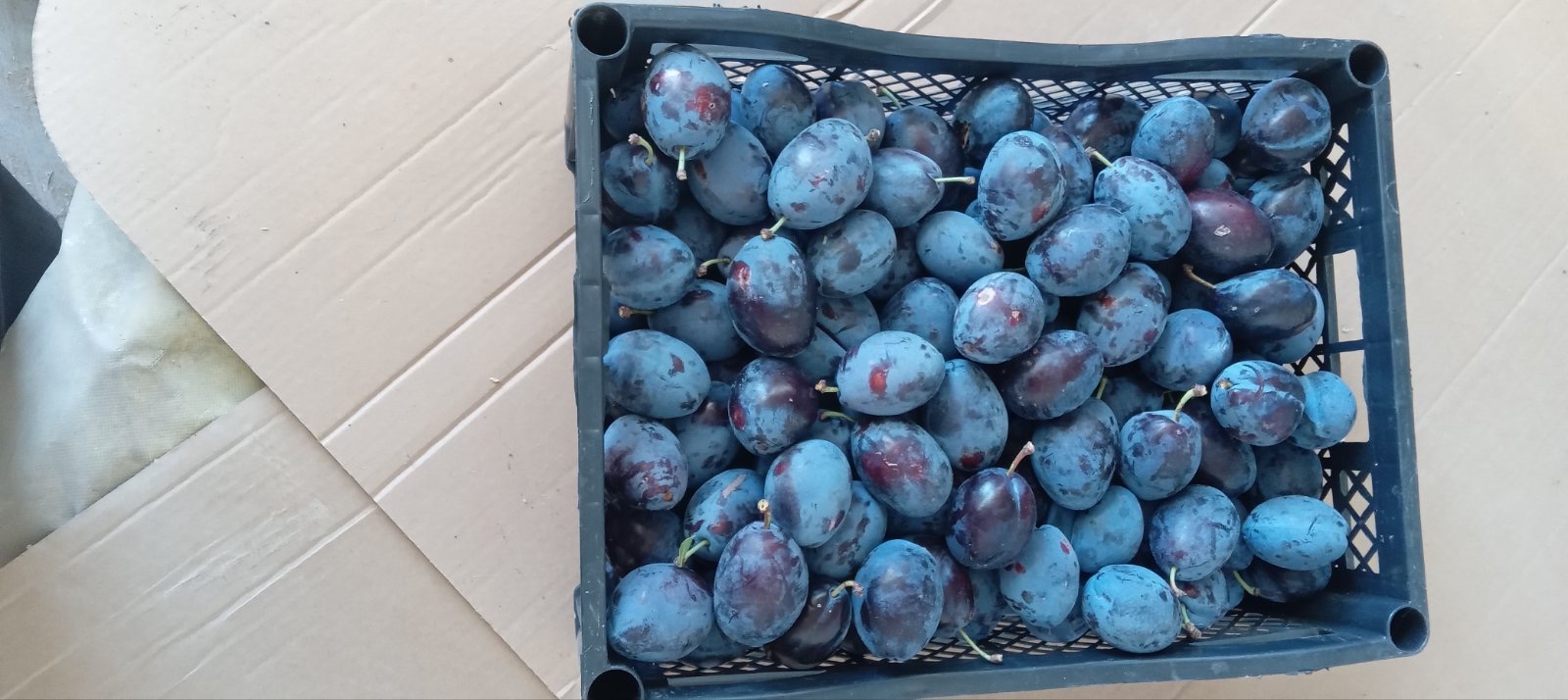 BG BIO ciruelas Stanley, rekolta 2026, ~30 t