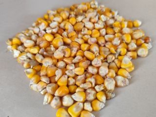 Maíz a la venta en lotes pequeños y grandes.