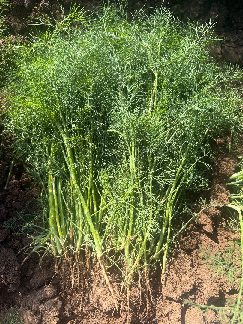 Hola, tengo eneldo a la venta sin flor (umbela), precio a convenir por teléfono, solo cantidades por camión y palé